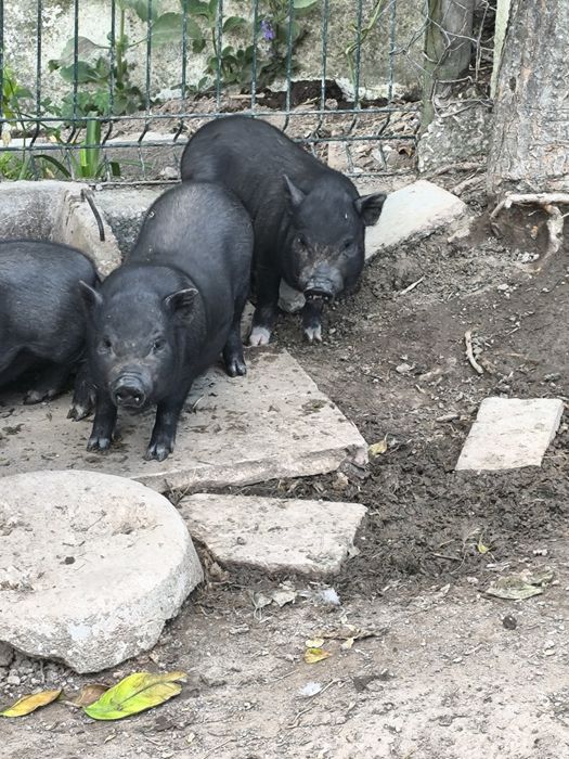 Porca vietnamita prenha