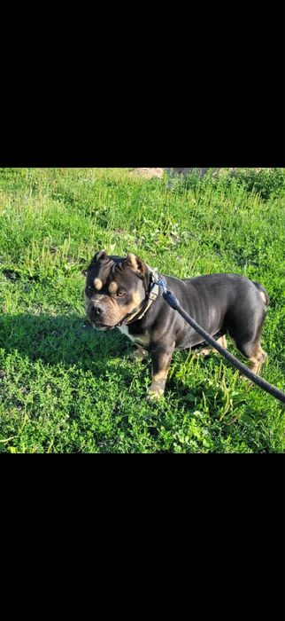 American bully piesek