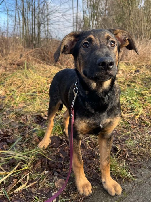 Piesek Pogo szuka domku