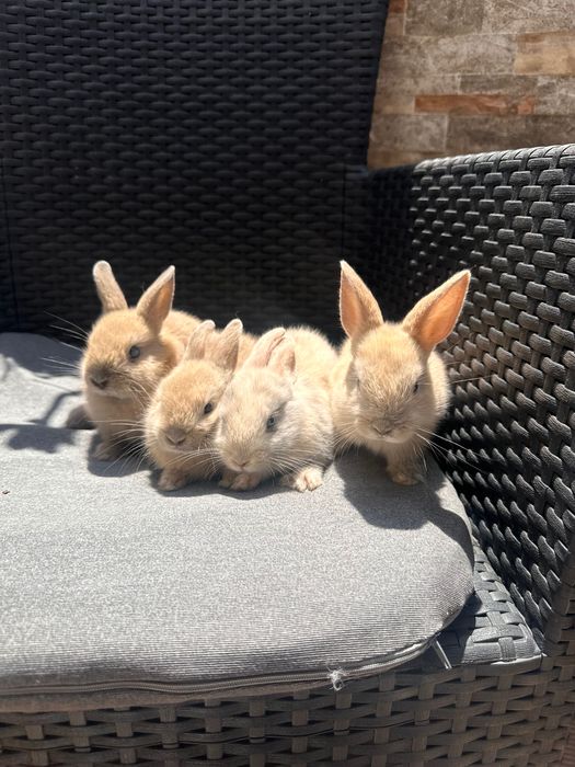 Coelhinhos a venda coelhos