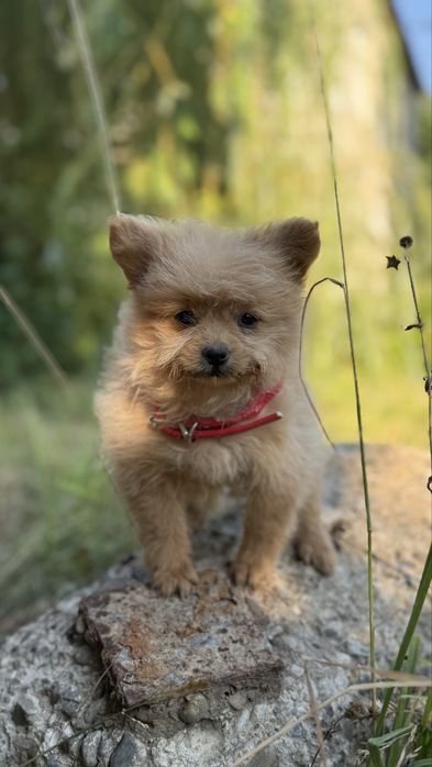 Міні дівчинка чекає на найгарнішу маму