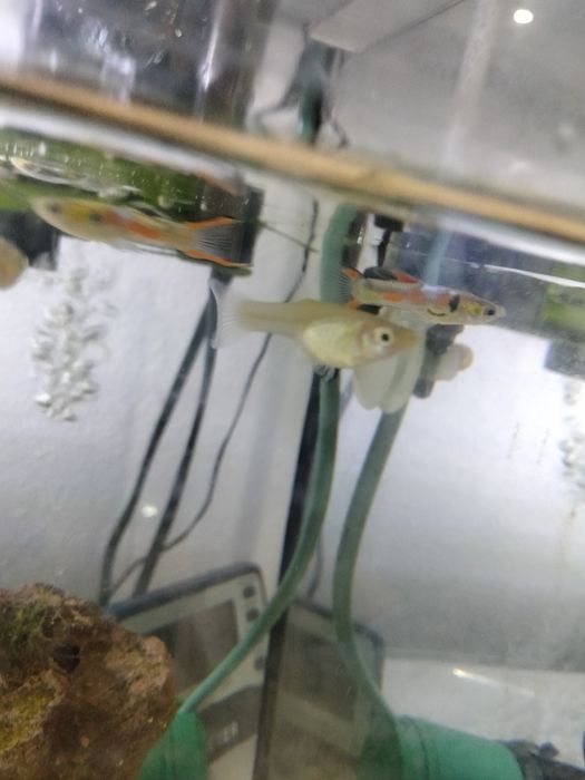 Guppys Endler promoção