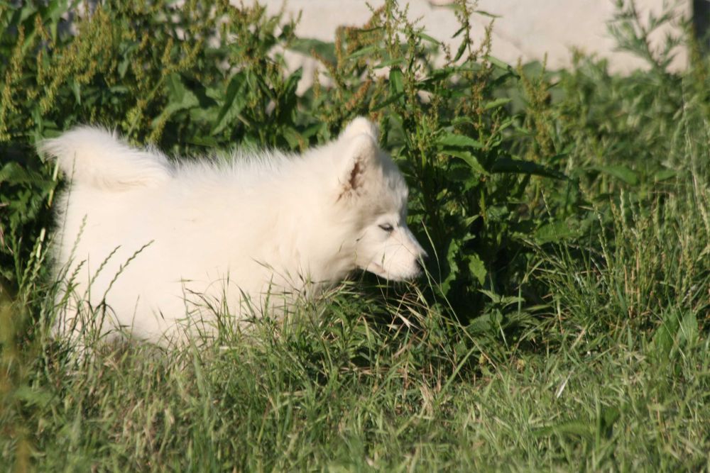 Samoyed piesek FAGO (szczeniak)
