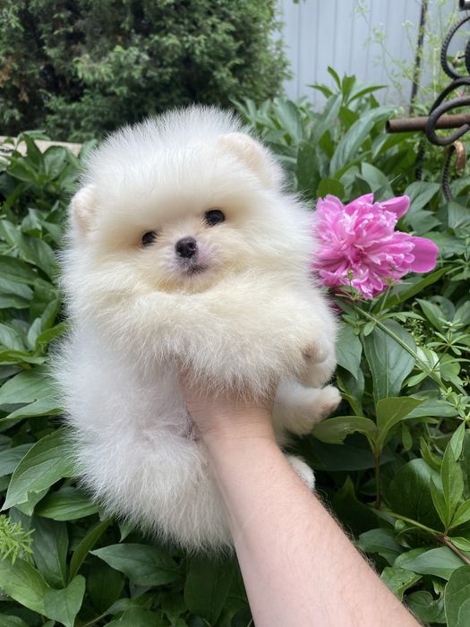 Красивый , белый Мальчик Мишка Померанский шпиц