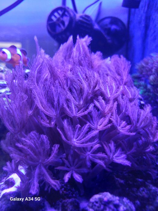 Xenia pulsująca – szczepki z własnego akwarium