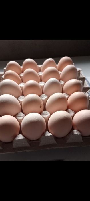 Jajka wiejskie Gdynia dowóz w czwartek