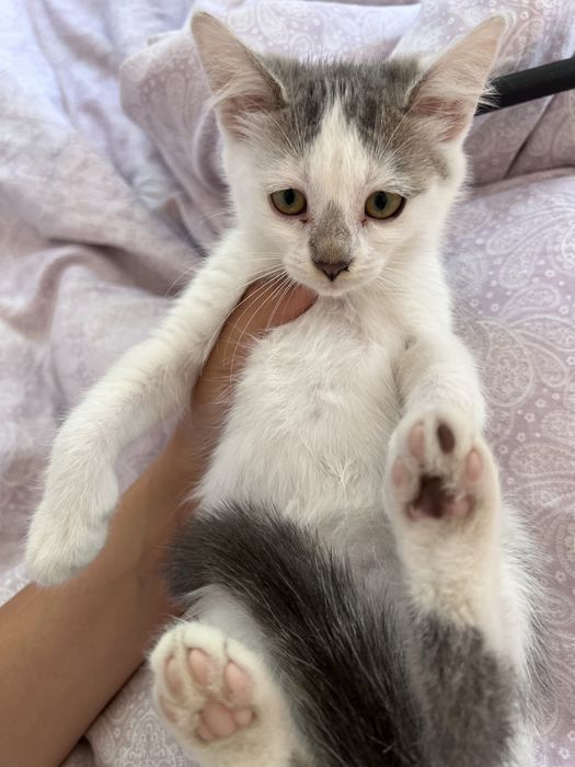 Отдаю в добрые руки котика, дворняга