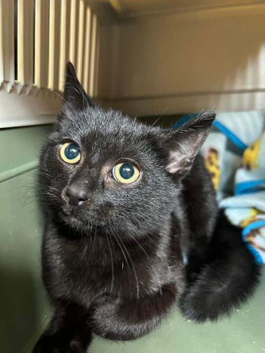 Znaleziony kociak-Tczew