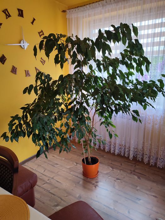 Kwiat Benjamin duży