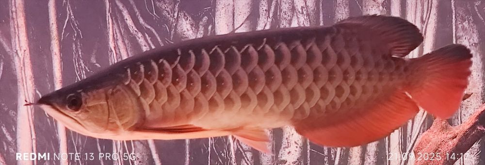 Arowana Super High Back