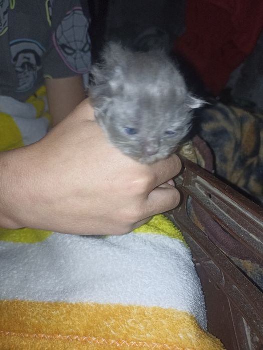 Котята грудние 4шт