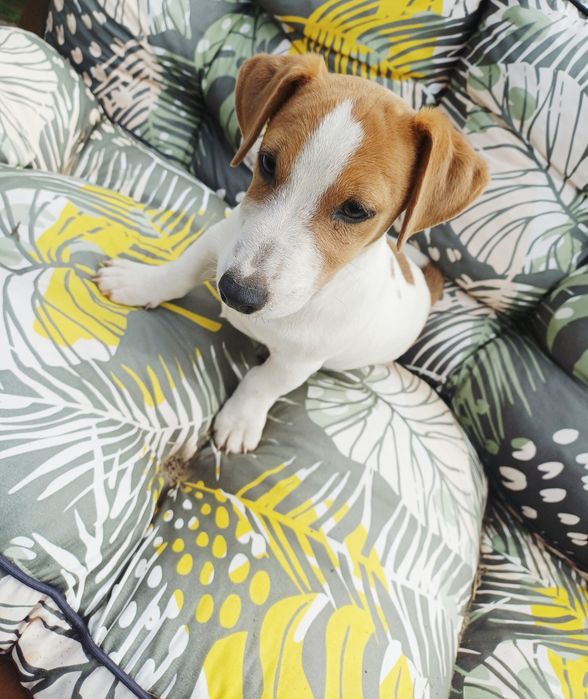 Piesek Jack Russell Terier 4 miesieczne