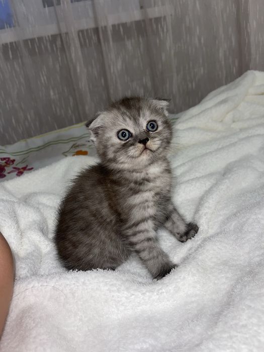 Кошеня шотландське висловухе