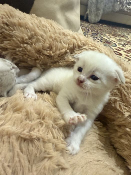 Продам шотландські висловухи котики