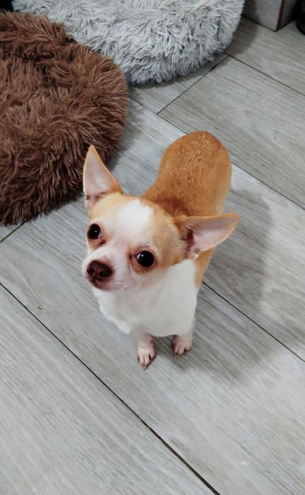 Fêmea chihuahua pêlo curto branca