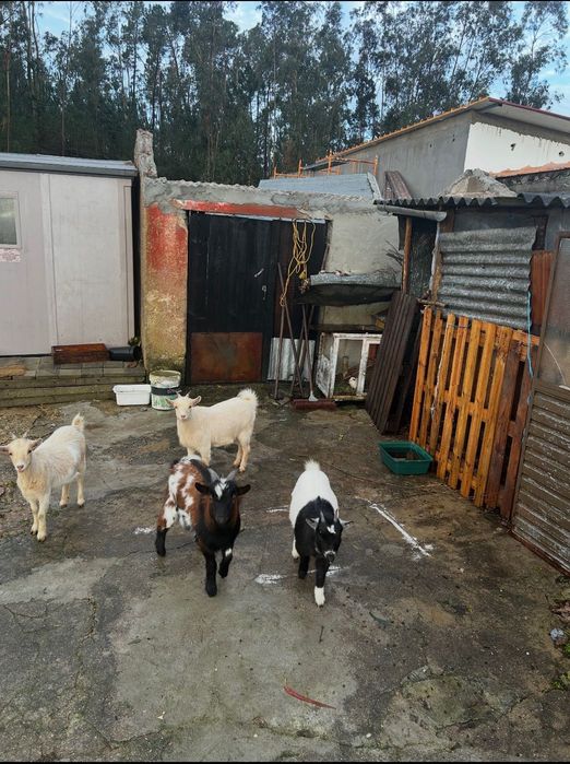 Vender Cabras anas