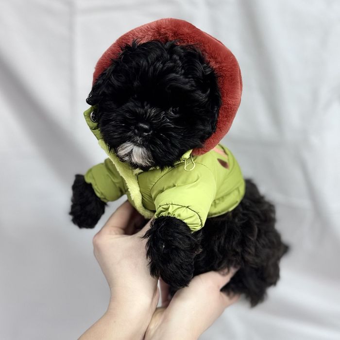 Shih-Poo статусний малюк