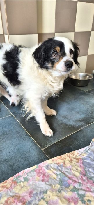Do bardzo odpowiedzialnej adopcji śliczny piesek