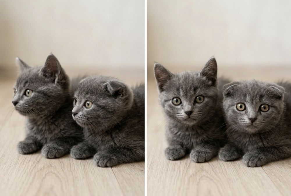 Шотландские котята