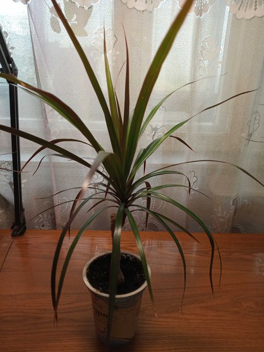 Драцена 95 см и 65 см