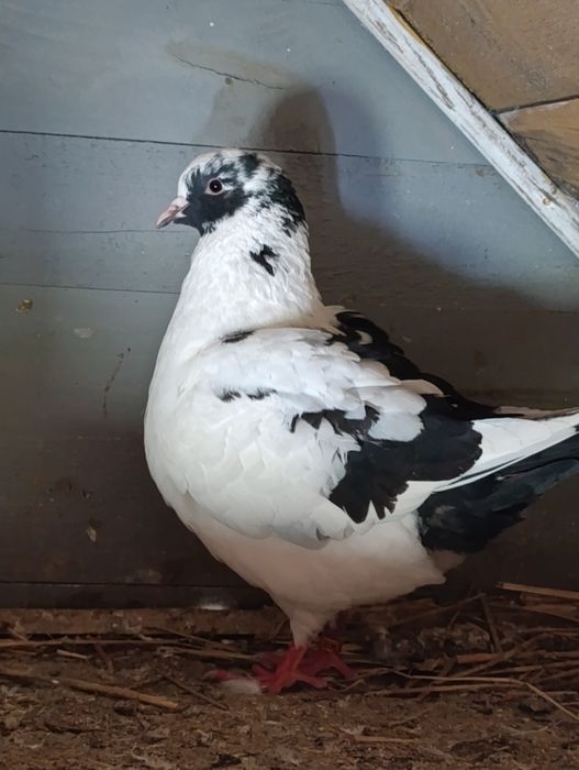 Gołębie ozdobne kingi itd opis!!!