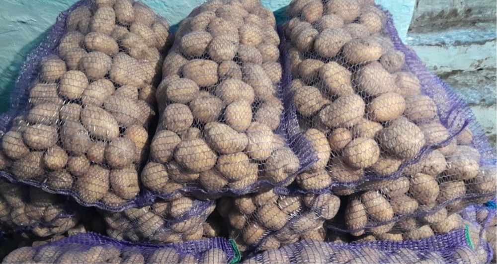 Картопля "Околиця" - ДОСТАВКА