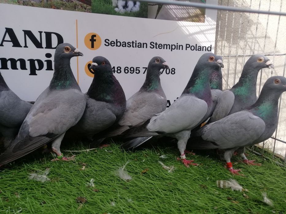Gołębie pocztowe. Barles. Barlesy. Możliwy transport od 2 stycznia