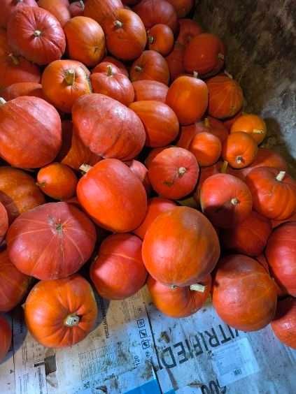 Dynia tradycyjna ekologiczna - Wiślica, świętokrz., tanio