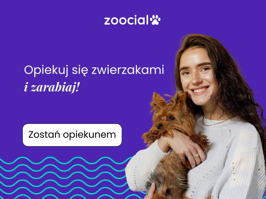 Opiekun / Petsitter, praca zdalna/dodatkowa, pies, kot, dla studentów