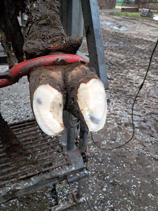 Korekcja racic I leczenie kulawizn