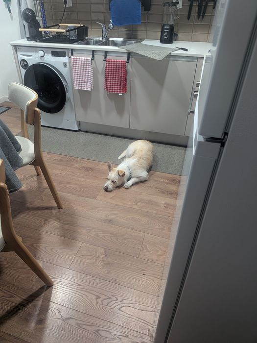 Cão jovem muito sociável, chip, vacinas e castrado