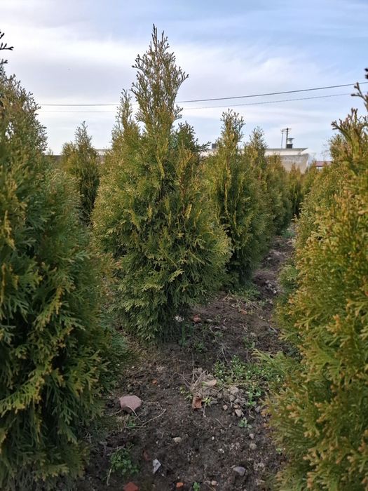 Tuja thuja szmaragd