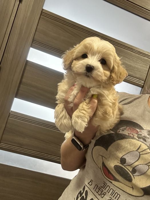 Красавчик мальтипу мальчишка