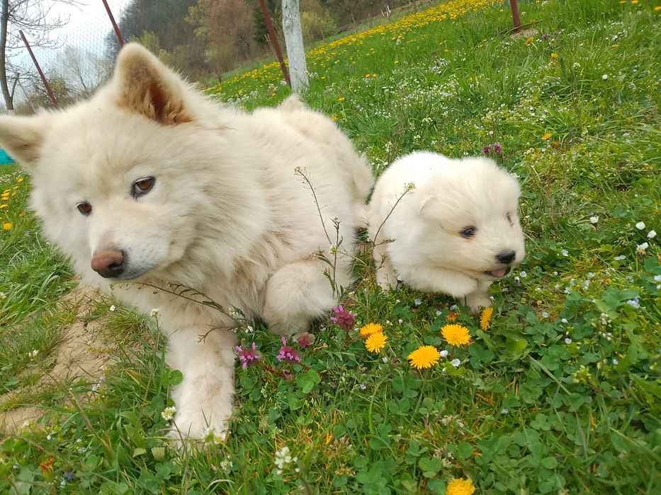 Самоїдська собака  хлопчик