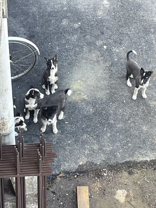 Цуценята 2 місяці