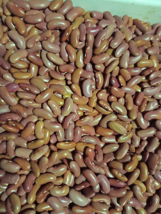 Vendo feijão , de produção própria