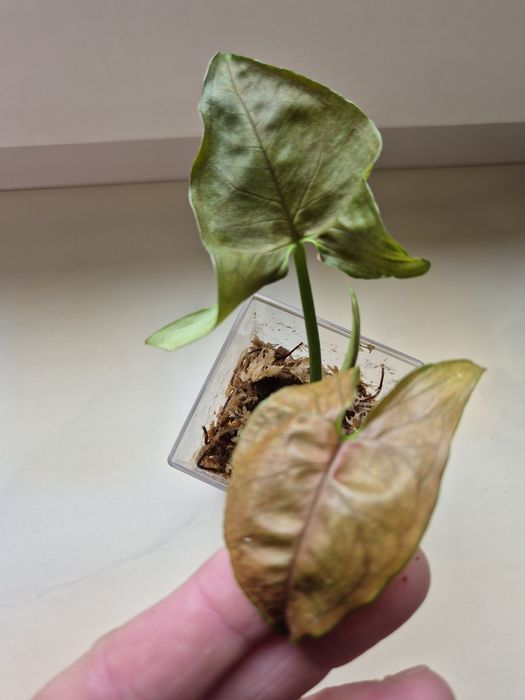 Syngonium Aron brown variegata