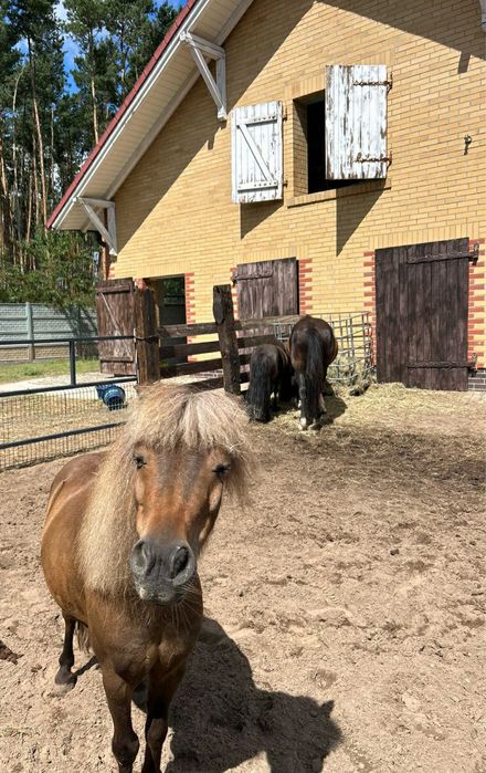 Kucyk 100 cm wyjatkowy 10 lat