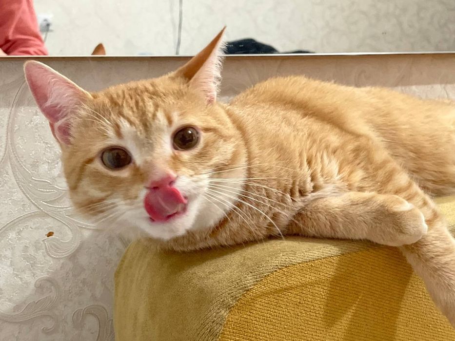 Кошенята.Хлопчик та дівчинка