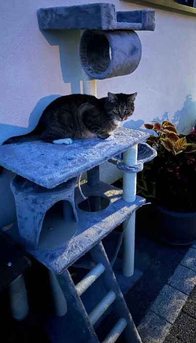 Drapak dla kota XXL stabilny 142CM domek legowisko hamak słupek tunel