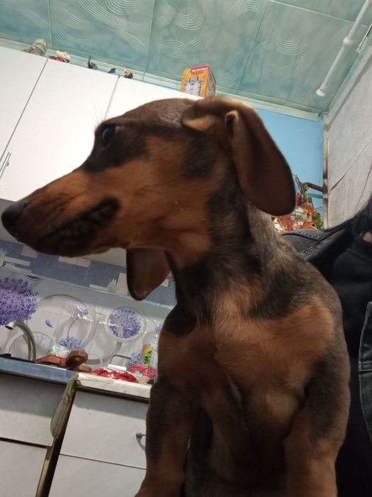 Отдам собачку в хорошие руки