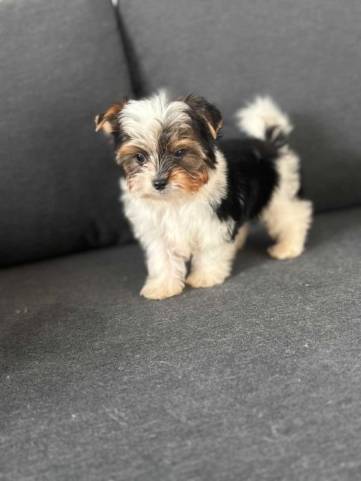 Biewer Rorkshire Terrierr = suczka z Rybnika