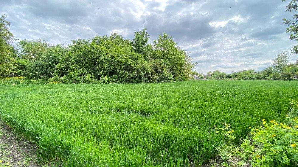 Продам будинок село Непедівка