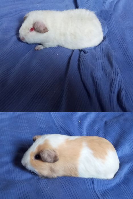 Морська свинка  лагідна