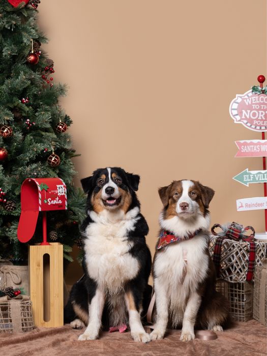 Pastor australiano com LOP