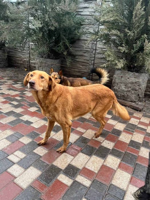 Джессі шукає дім