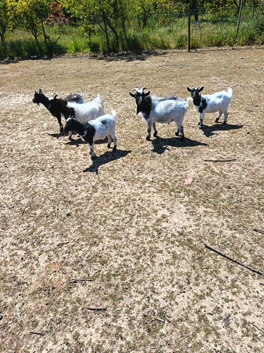 Cabras anãs (machos e fêmeas)
