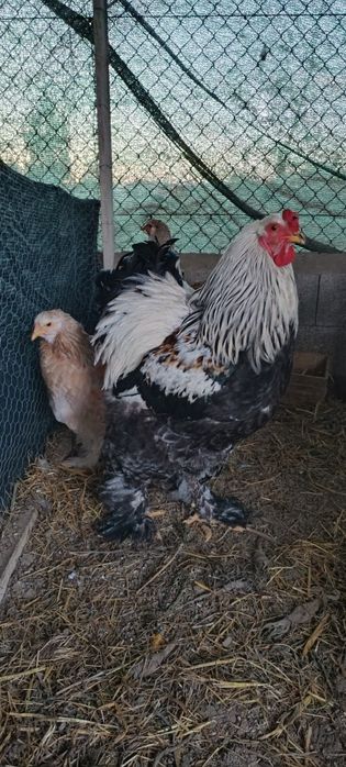 Ovos Galados Brahma Salmão