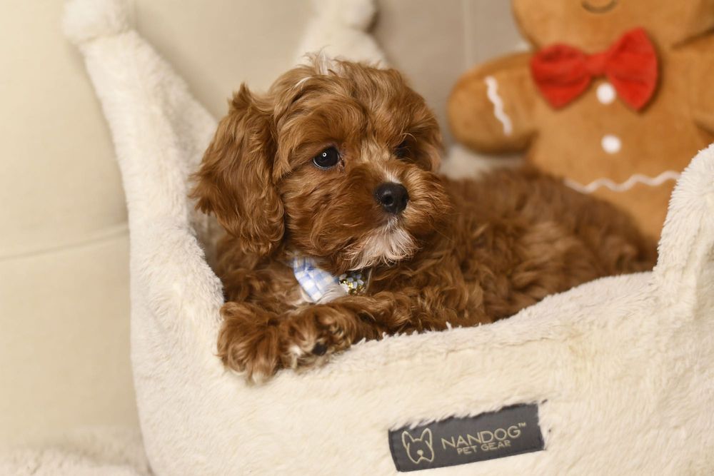 Cavapoo F1 RED BROWN wyjątkowy chłopiec Zarezerwowany Warszawa Bemowo ...