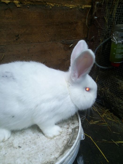 N,B  Króliki zmienia dom